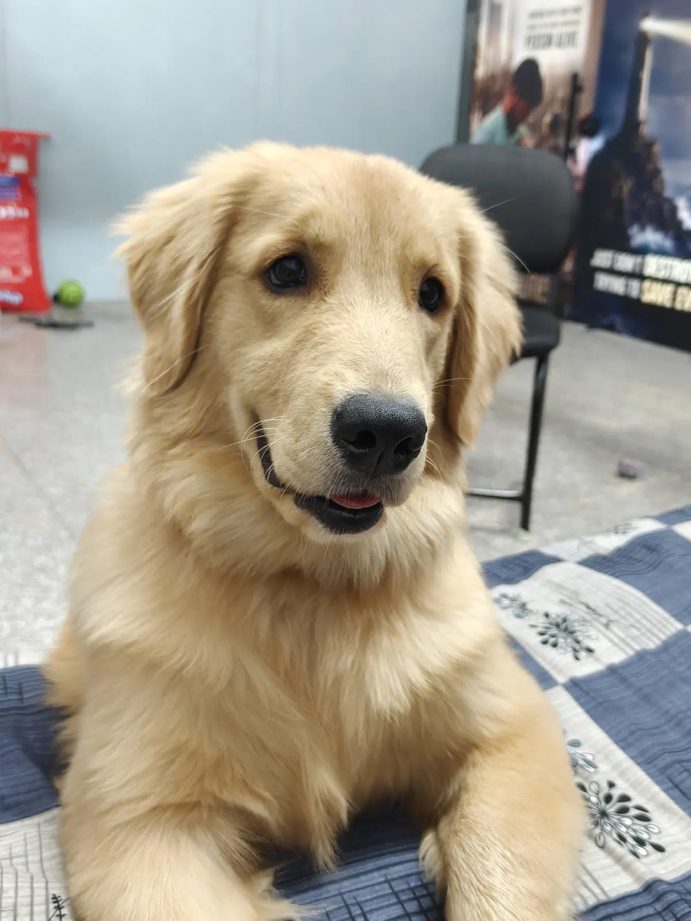 Mishti, the golden retriever at Genuine Junction