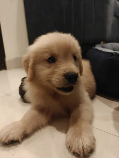 Mishti as a puppy